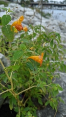 Impatiens capensis