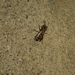 Ropalidia flavobrunnea