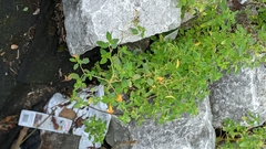Impatiens capensis