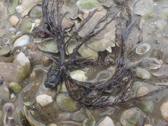 Gracilaria chilensis