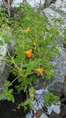 Impatiens capensis