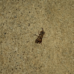 Ropalidia flavobrunnea