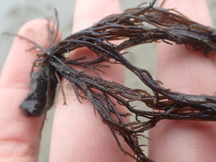Gracilaria chilensis