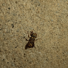 Ropalidia flavobrunnea