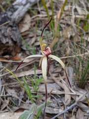 Caladenia caudata