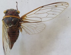 Diceroprocta bicosta