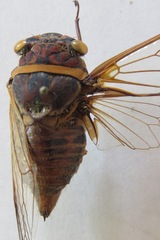 Diceroprocta bicosta