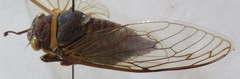 Diceroprocta bicosta