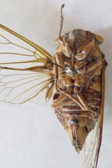 Diceroprocta bicosta