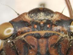 Diceroprocta bicosta