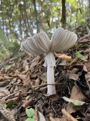 Amanita pseudoporphyria