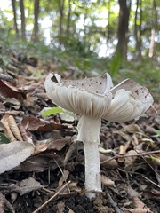 Amanita pseudoporphyria