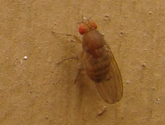 Drosophila immigrans
