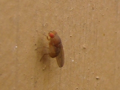 Drosophila immigrans