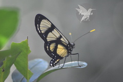 Methona confusa