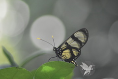 Methona confusa