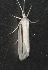 Doryodes tenuistriga