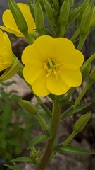 Oenothera
