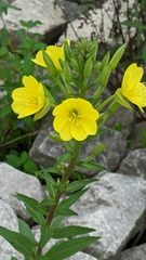 Oenothera