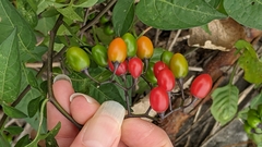 Solanum dulcamara