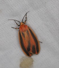 Hypoprepia miniata