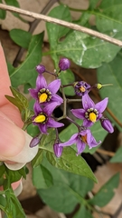 Solanum dulcamara
