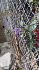 Solanum dulcamara