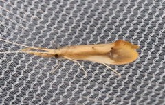 Triaenodes marginatus