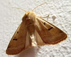 Dichagyris variabilis