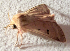 Dichagyris variabilis