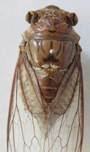 Giant Cicada photo 4