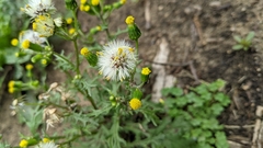 Senecio vulgaris