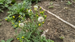 Senecio vulgaris