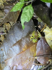 Craugastor crassidigitus