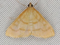Helvibotys helvialis