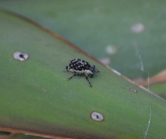 Peltophorus polymitus