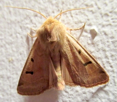 Dichagyris variabilis