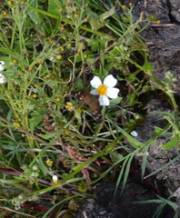 Anthanassa atronia