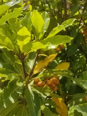 Pittosporum undulatum