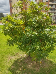 Pittosporum undulatum