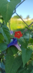 Ipomoea hederifolia