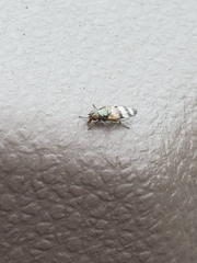 Chaetopsis fulvifrons