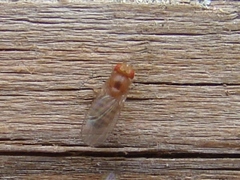 Drosophila immigrans