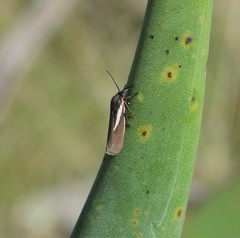 Virbia polyphron