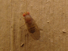 Drosophila immigrans