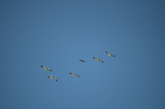 Branta hutchinsii
