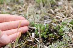 Panicum philadelphicum philadelphicum