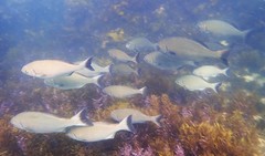 Kyphosus sydneyanus