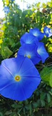 Ipomoea tricolor