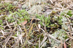 Panicum philadelphicum philadelphicum